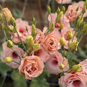 Fleurs - 2-fleur.jpg