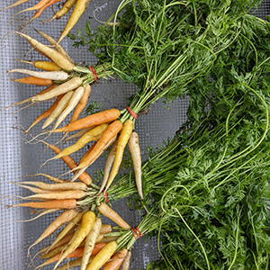 Mosaïque photo carottes.jpg