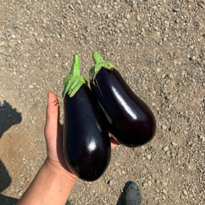 Restaurants - aubergines-2.jpg