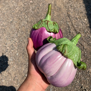 Restaurants - aubergines.jpg