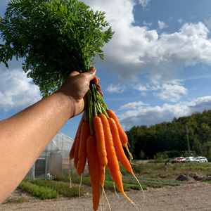Restaurants - carottes.jpg