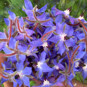 Restaurants - fleur-bleu.jpg