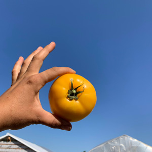 Restaurants - tomate-jaune.jpg
